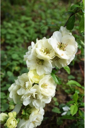 Айва красива Юкіготен на штамбі | Сhaenomeles speciosa Yukigoten on shtambe | Айва прекрасная Юкиготен на штамбе